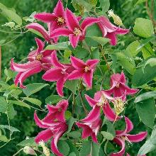 КЛЕМАТИС ПРИНЦЕССА ДИАНА горшок-с3