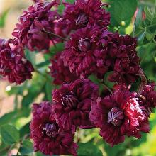 КЛЕМАТИС ПУРПУРЕА ПЛЕНА ЭЛЕГАНС горшок-с3