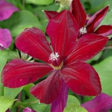 КЛЕМАТИС ВЕСТЕР ПЛАТТЕ горшок-с3