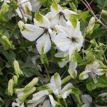 КЛЕМАТИС АЛЬБА ЛЮКСУРИАНС горшок-с3