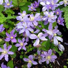 КЛЕМАТИС АРАБЕЛЛА горшок-с3