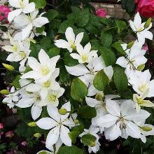 КЛЕМАТИС БЕБИ СТАР горшок-с3