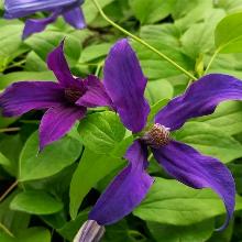 КЛЕМАТИС ГОЛУБОЙ ОКЕАН горшок-с3