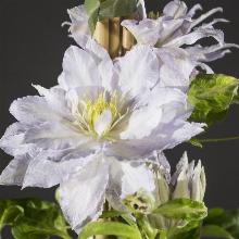 КЛЕМАТИС ДАНСИНГ КИНГ горшок-с3