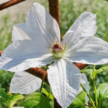 КЛЕМАТИС ФОРЕВЕР ФРЕНДС горшок-с3