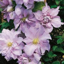 КЛЕМАТИС ЛУИЗ РОУ горшок-с3