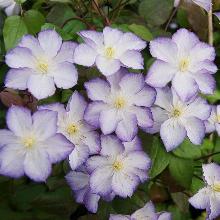 КЛЕМАТИС ЛАКИ ЧАРМ горшок-с3