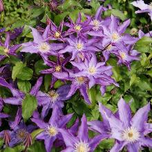 КЛЕМАТИС ПАЛЕТТ горшок-с3