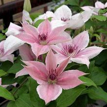 КЛЕМАТИС ПИНК ФЕНТЕЗИ горшок-с3