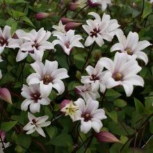 КЛЕМАТИС ПРИНЦЕССА КЕЙТ горшок-с3