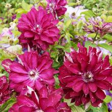 КЛЕМАТИС РЕД ПЕШН горшок-с3