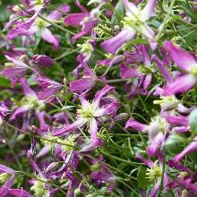 КЛЕМАТИС РУБРОМАРГИНАТА горшок-с3