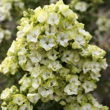 ФЛОКС ГРИН ЭКСПЕКТЕЙШС горшок-с1