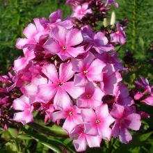 ФЛОКС МИСС ЭЛИ горшок-с1