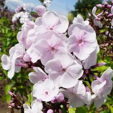 ФЛОКС МОНИКА ЛИНДЕН БЕЛЛ горшок-с1