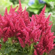 АСТИЛЬБА ШОРТ ЭН СВИТ  горшок-с1