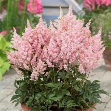 АСТИЛЬБА ЮНИК СЭЛМОН горшок-с1