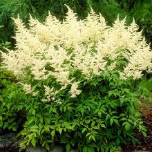 Нажмите чтобы увеличить изображение