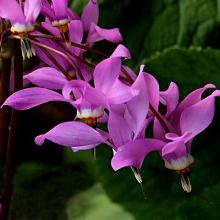 ДОДЕКАТЕОН ДЖЕФФРИ горшок-с1