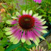 ЭХИНАЦЕЯ ПУРПУРНАЯ ГРИН ТВИСТ горшок-с1