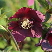 МОРОЗНИК ВОСТОЧНЫЙ ПРЕТТИ ЭЛЛЕН РЕД горшок-с1