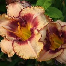 ЛИЛЕЙНИК ДАРИНГ ДИЛЕММА горшок-с3