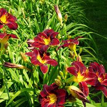 ЛИЛЕЙНИК ДОМИНИК горшок-с3