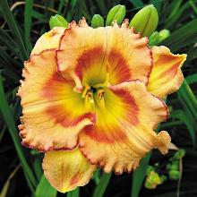 ЛИЛЕЙНИК ФРУТИ КИСС горшок-с3