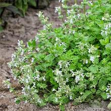 КОТОВНИК ФАССЕНА СНОУФЛЕЙК горшок-с3