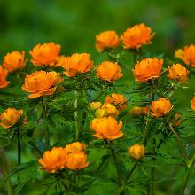 КУПАЛЬНИЦА ОРАНЖ ТРИУМФ горшок-с1