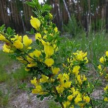 РАКИТНИК РАННИЙ горшок-с1