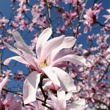 МАГНОЛИЯ СТЕЛЛАТА РОЗЕА горшок-с1