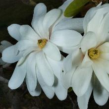 МАГНОЛИЯ СТЕЛЛАТА РОЯЛ СТАР горшок-с1