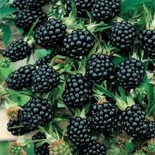 ЕЖЕВИКА САДОВАЯ ТОРН ФРИ горшок-с1