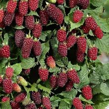 ЕЖЕМАЛИНА ТАЙБЕРРИ горшок-с1