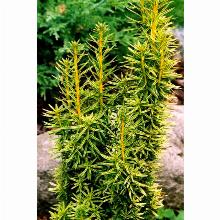 ТИСС ЯГОДНЫЙ ДАВИД горшок-с3