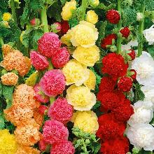 МАЛЬВА ЧАТЕРС ДАБЛС горшок-с1