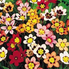 СПАРАКСИС СМЕСЬ горшок-с1