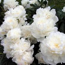 ПИОН КЕЛВЕЙС ГЛОРИУС горшок-с3