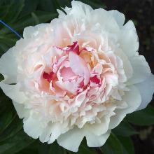 ПИОН МАДАМ ДЕ ВАРНЕВИЛЬ горшок-с3