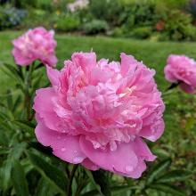 ПИОН ЭДУЛИС СУПЕРБА горшок-с3