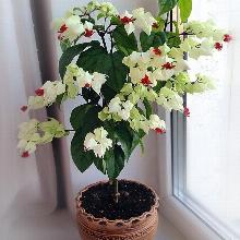 Нажмите чтобы увеличить изображение