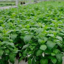 РАССАДА МЯТА ТИМОЛ кассета-6шт