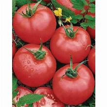 РАССАДА ТОМАТ ТАНЯ кассета-6шт