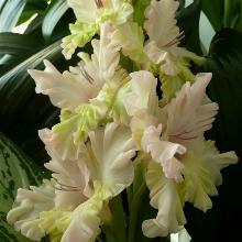 ГЛАДИОЛУС ЧАРОДЕЙКА 10шт-пакет