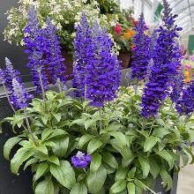 САЛЬВИЯ МУЧНИСТАЯ САЛЛИФАН БЛЮ ЛАГУН горшок-с3