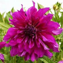 ГЕОРГИНА ДЕЛАЯ МАКСИ ПЕРПЛ горшок-с3 флос