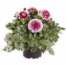 ГЕОРГИНА ДЕЛАЯ МАКСИ КАНКУН горшок-с3 флос