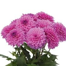 ГЕОРГИНА ДЕЛАЯ МАКСИ МОРЕЛИЯ горшок-с3 флос