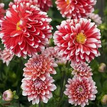 ГЕОРГИНА ДЕЛАЯ МАКСИ ТАМПИКО горшок-с3 флос